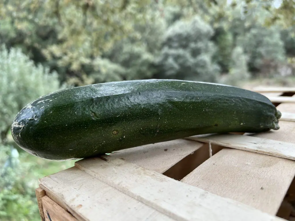 courgettes