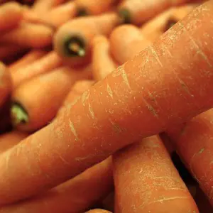 carottes douchées