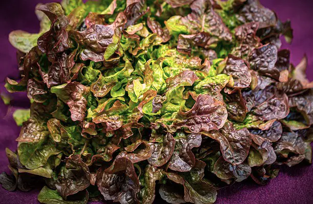 salades feuille de chêne rouge