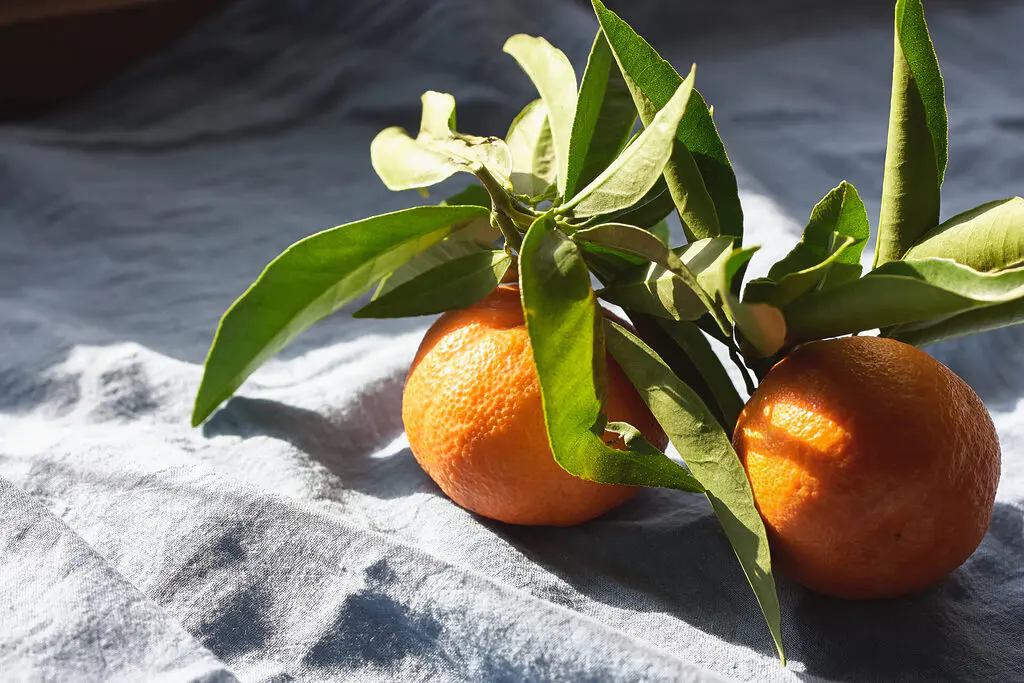 Mandarines de Sicile non traitées après récolte