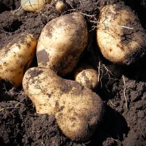 pommes de terre anciennes
