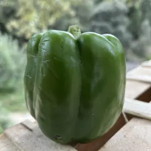 poivrons verts