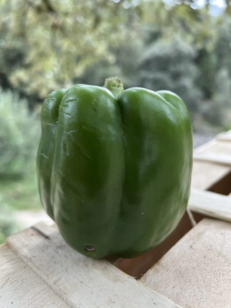 poivrons verts
