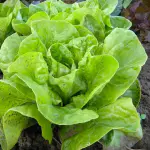 salades romaine