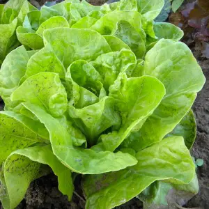 salades romaine