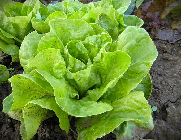 salades romaine