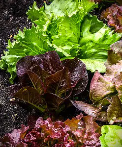 salades rougettes