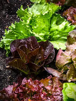 salades rougettes