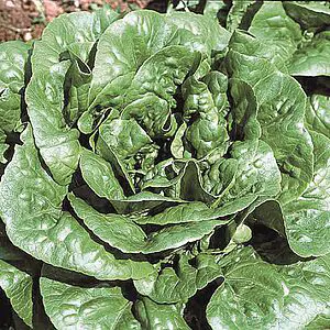 salades sucrines