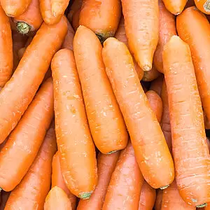 carottes de meyssard