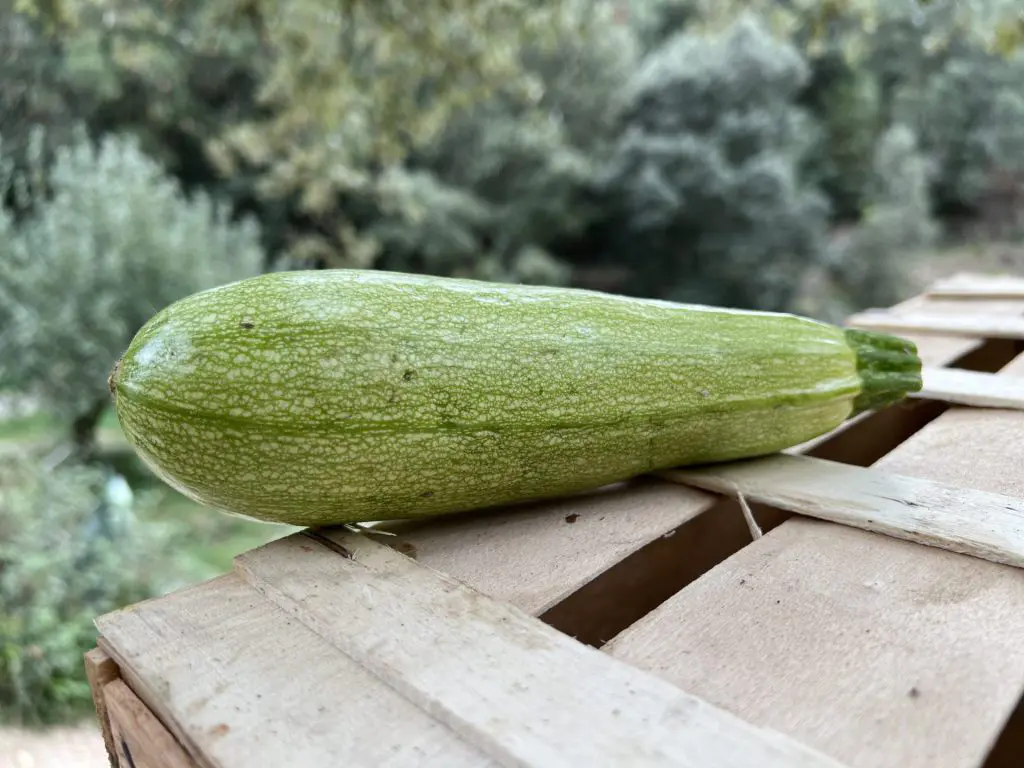 courgette blanche