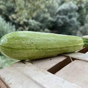 courgette blanche