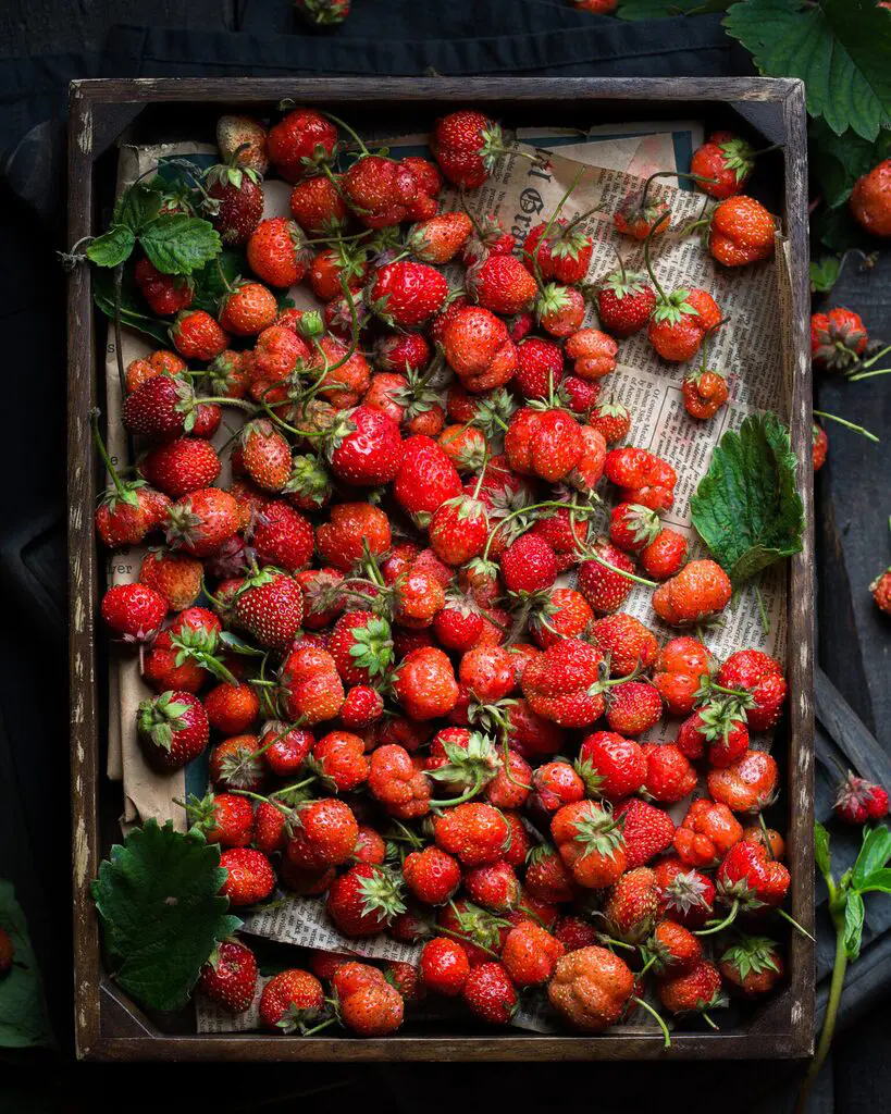 fraises mara des bois