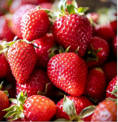 fraises mara des bois
