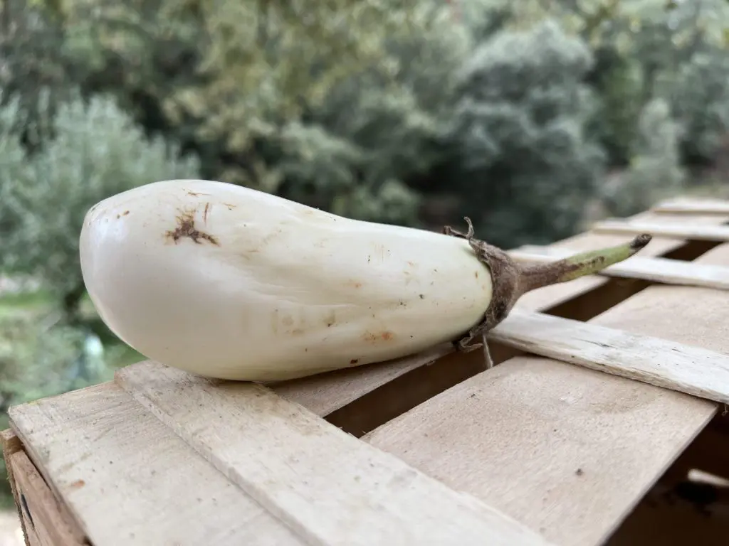 aubergines blanches
