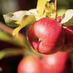pommes gala