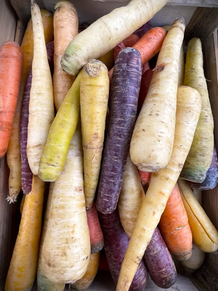 carottes anciennes