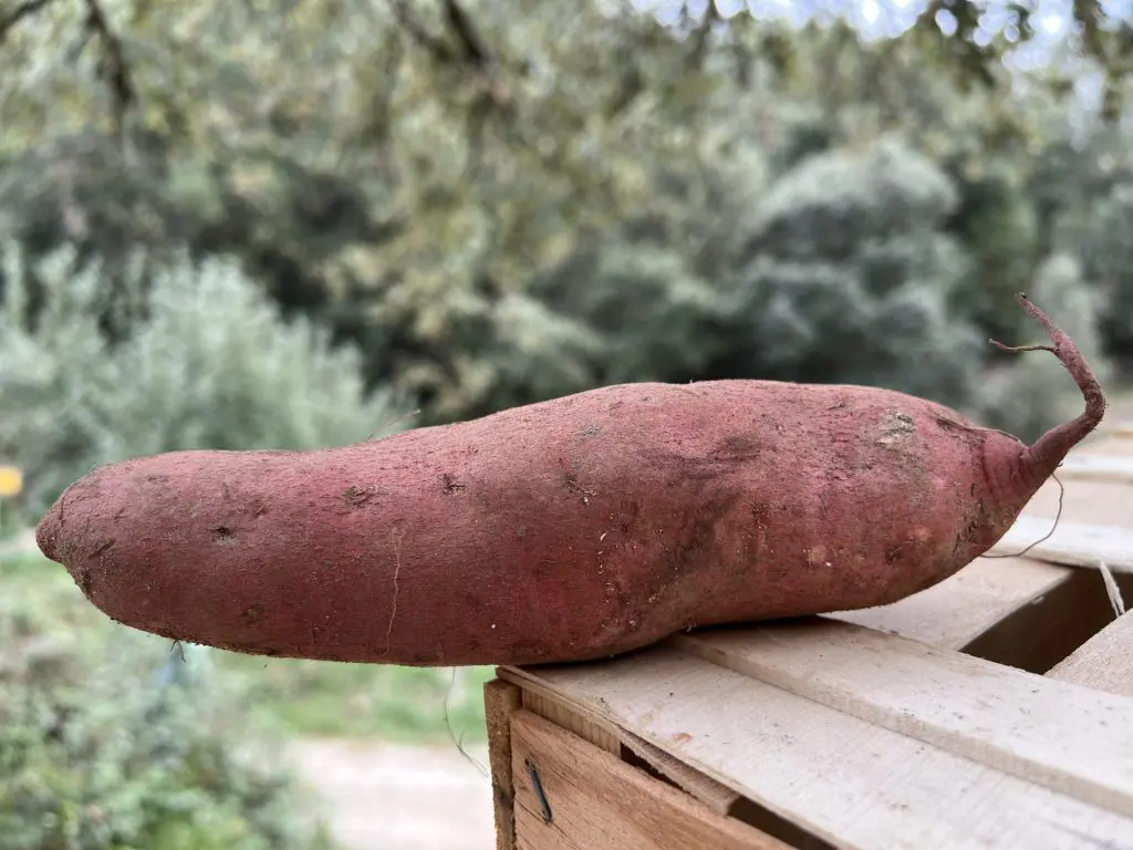 patates douces du jardin