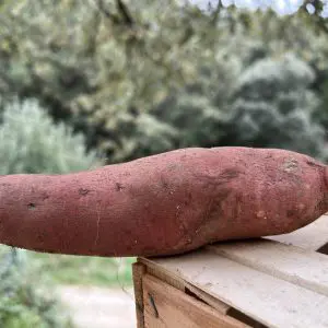 patates douces du jardin