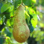 poire abate