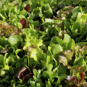 mesclun de salade