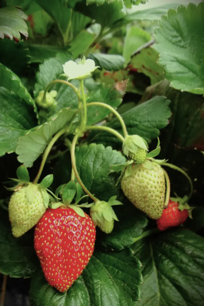fraises gariguettes