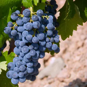 raisin muscat