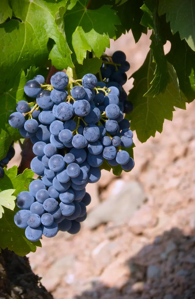 raisin muscat