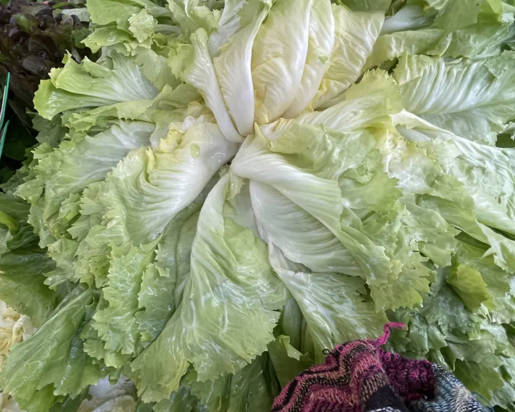 salades scarole