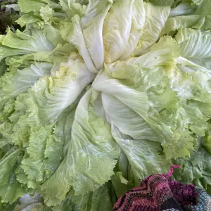 salades scarole