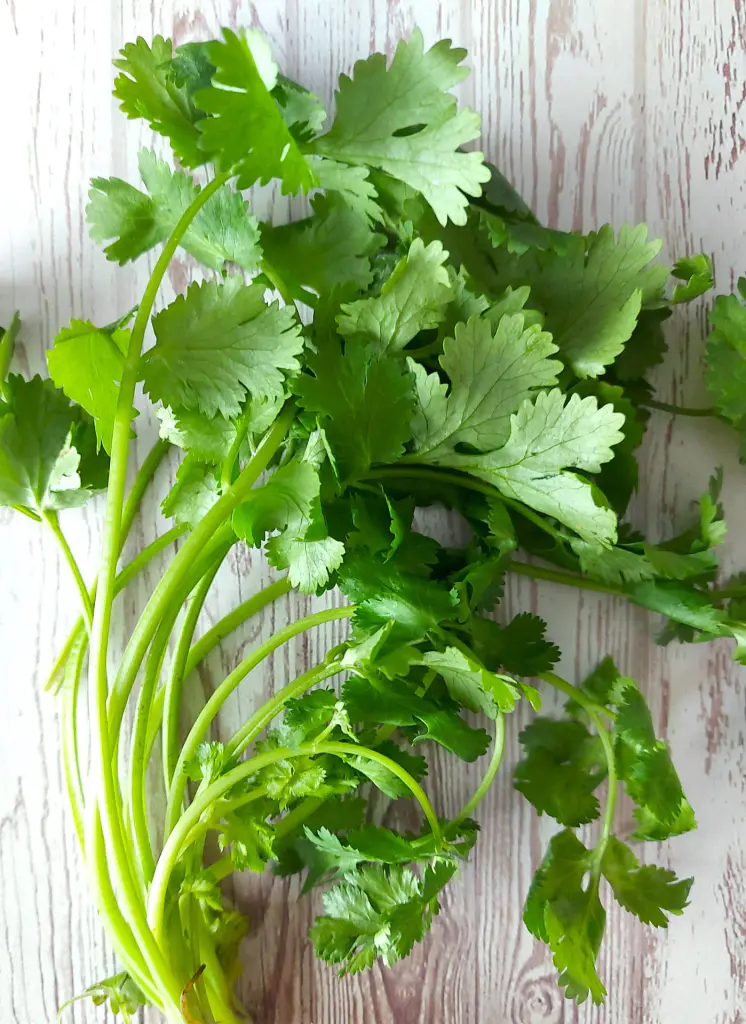 bouquet de coriandre