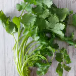 bouquet de coriandre