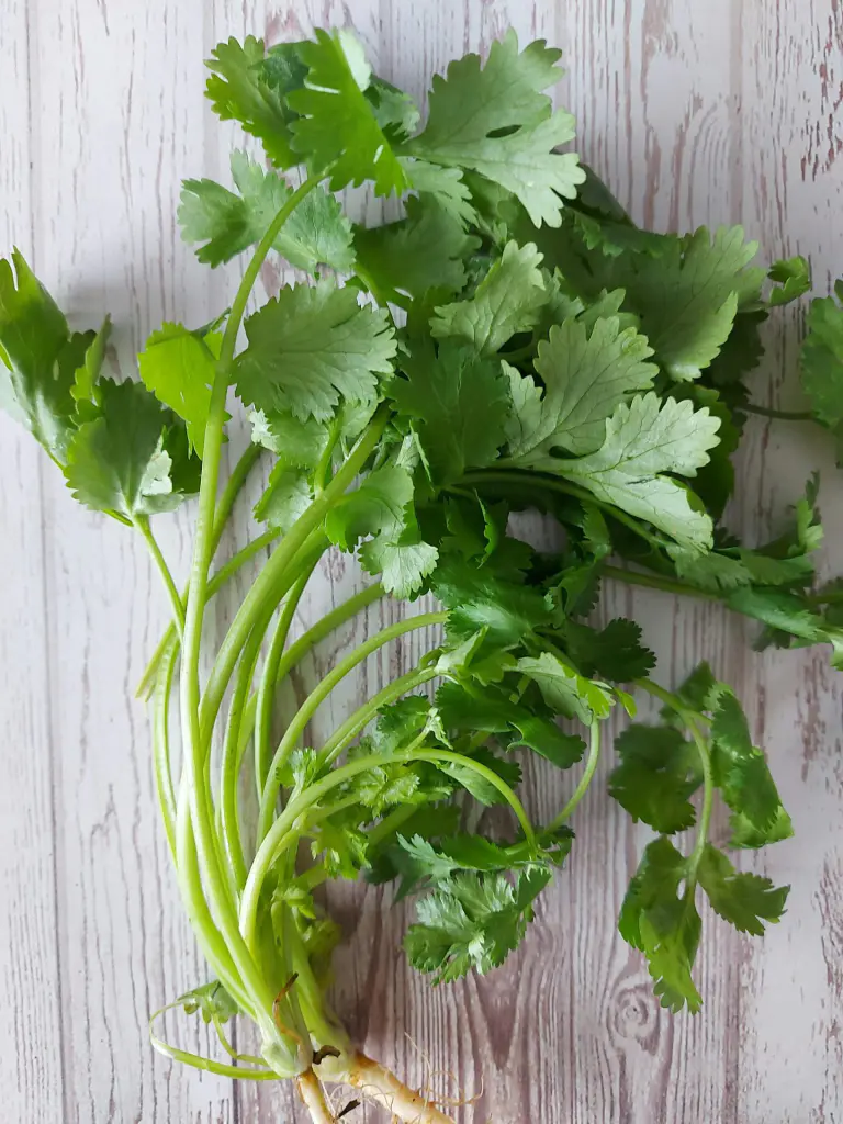 bouquet de coriandre