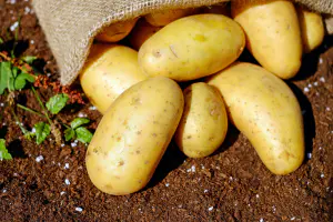 pomme de terre agata