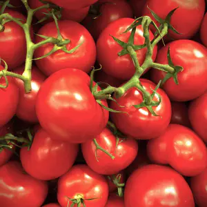 tomates grappes