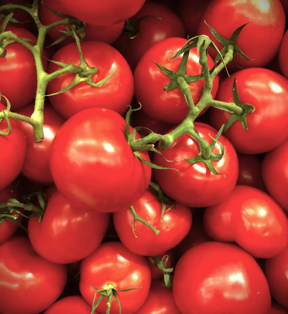 tomates grappes