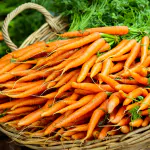 carottes nouvelles en botte