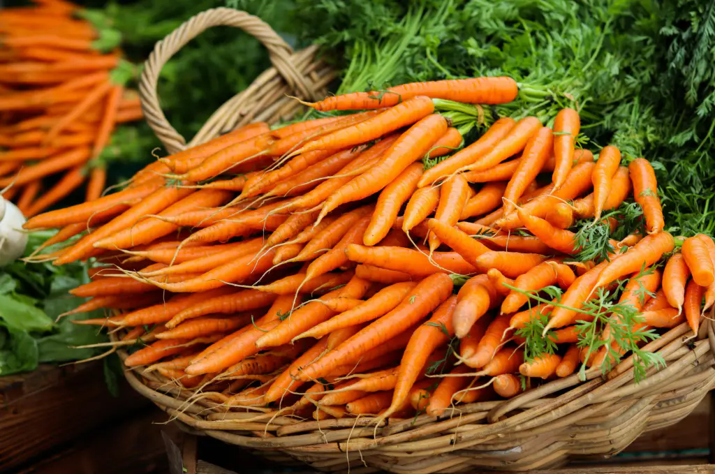 carottes nouvelles en botte