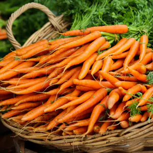 carottes nouvelles en botte