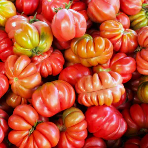 tomates cœur de bœuf