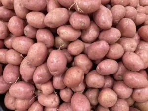pomme de terre rouge
