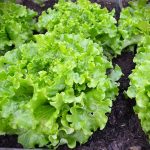 salades batavia blondes