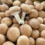 champignons de paris frais