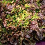 salades feuille de chêne rouge