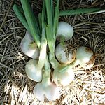 oignons de lézignan botte