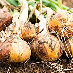 oignons doux des cévennes botte