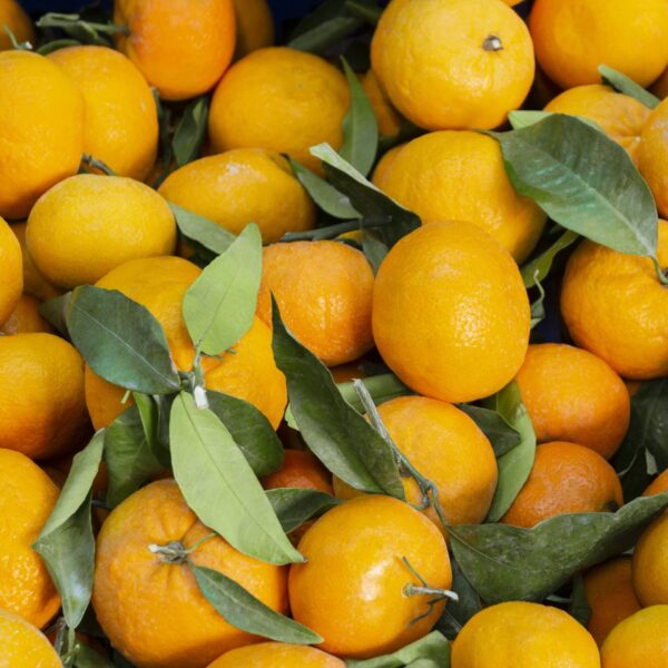 Oranges de Sicile non traitées après récolte