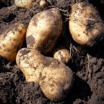 pommes de terre anciennes