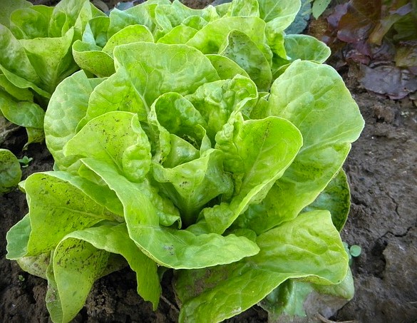 salades romaine