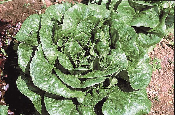 salades sucrines